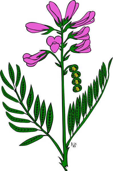 Purple Flower clip art Free Vector