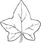 Leaf Vine Tattoo Vector - Download 1,000 Vectors (Page 1)