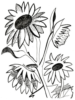 Sunflower Line Drawings Amazing Flowers