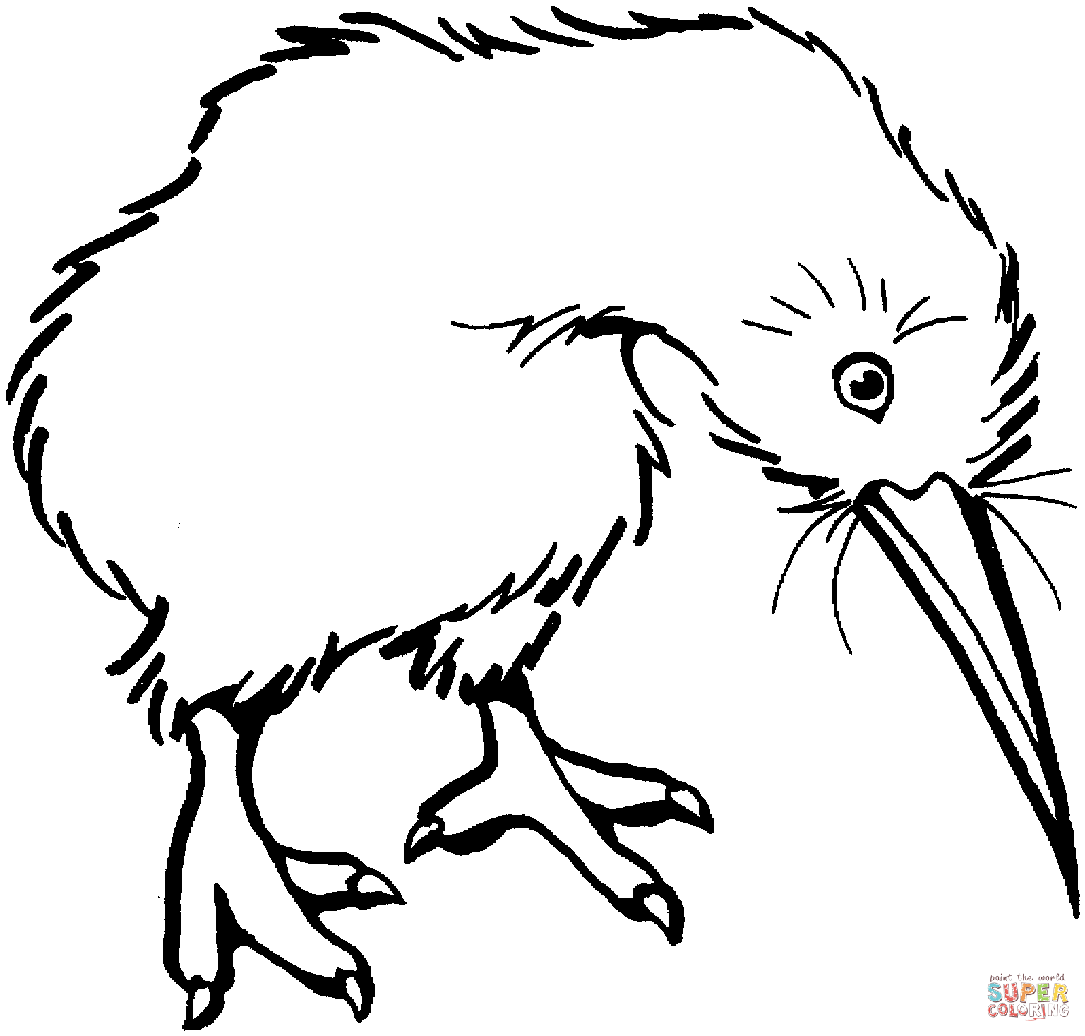 Kiwi Bird coloring page | Free Printable Coloring Pages