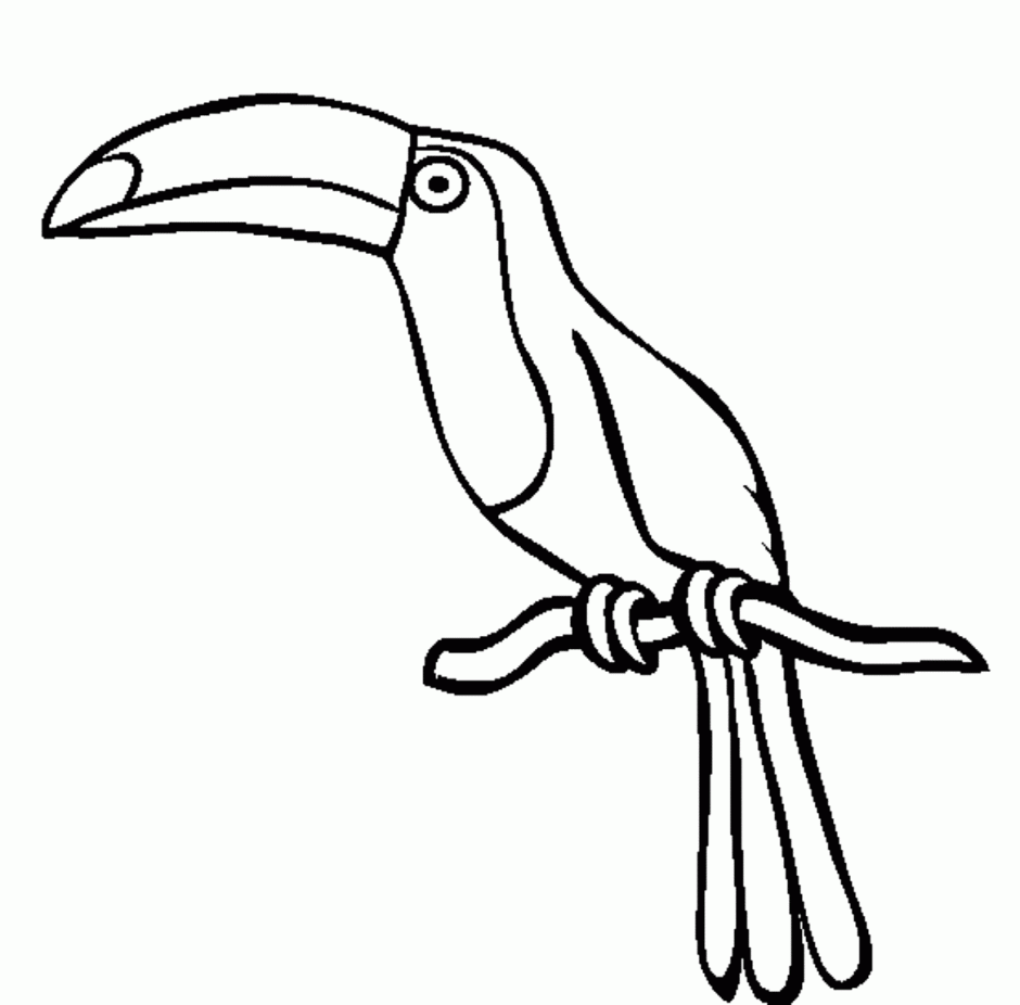 toucan-bird-outline-clipart-best