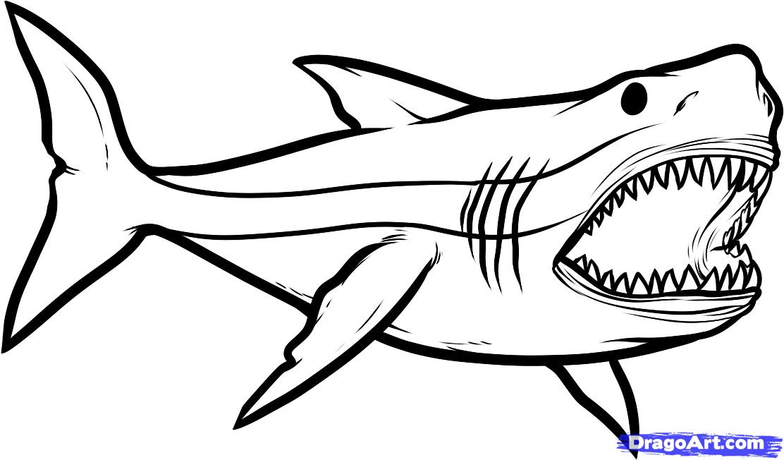 how to draw a great white shark step 5 in Shark Drawing Coloring ...