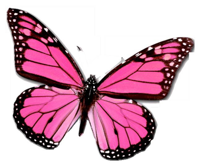 Beauty Butterfly: Pink Butterfly