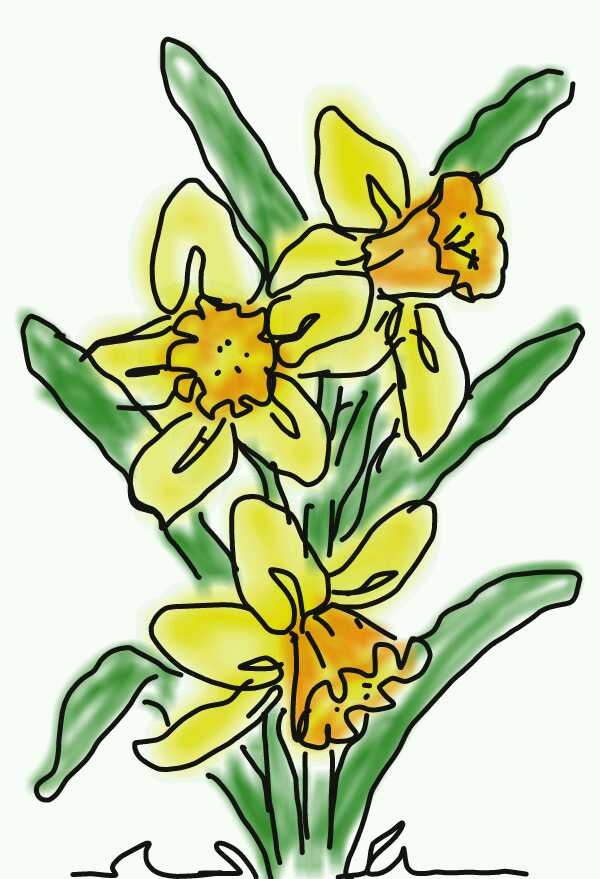 Daffodils Drawing | Free Download Clip Art | Free Clip Art | on ...