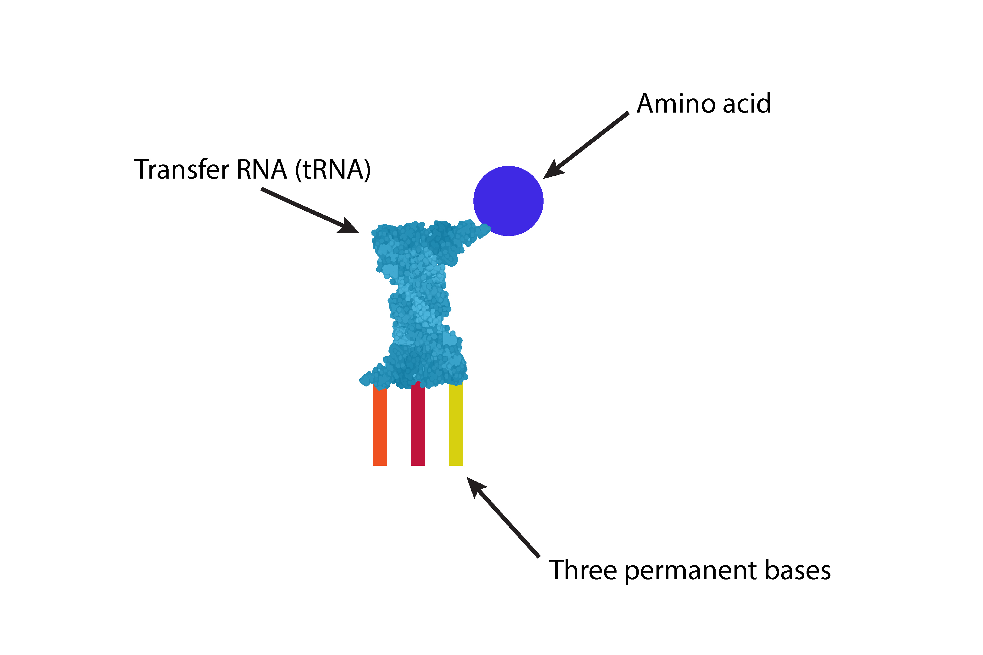 Difference between DNA and mRNA