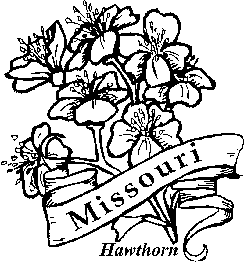 Missouri State Flower Hawthorn | Sylvie Guillems