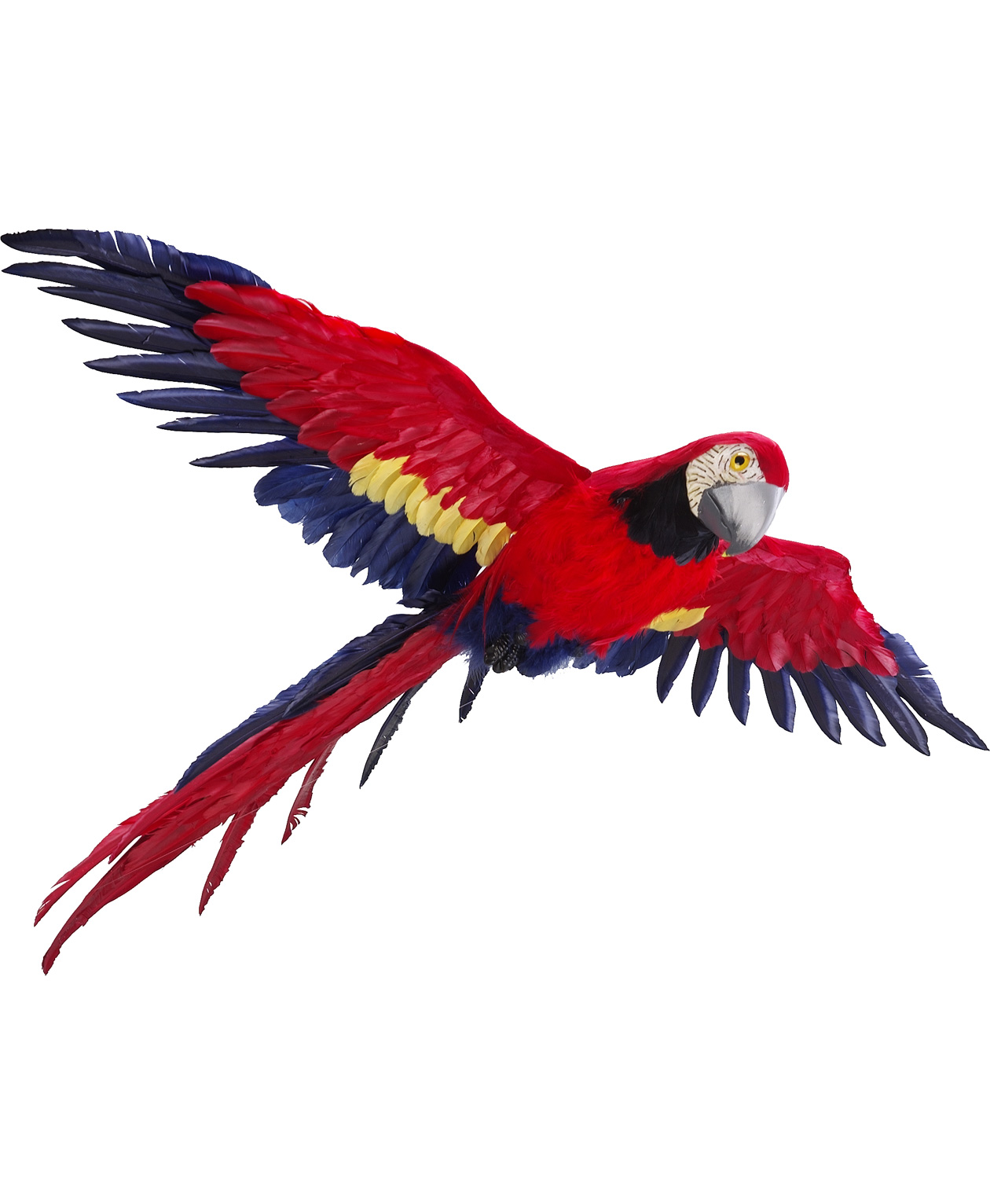 Parrot Flying - Free Clipart Images