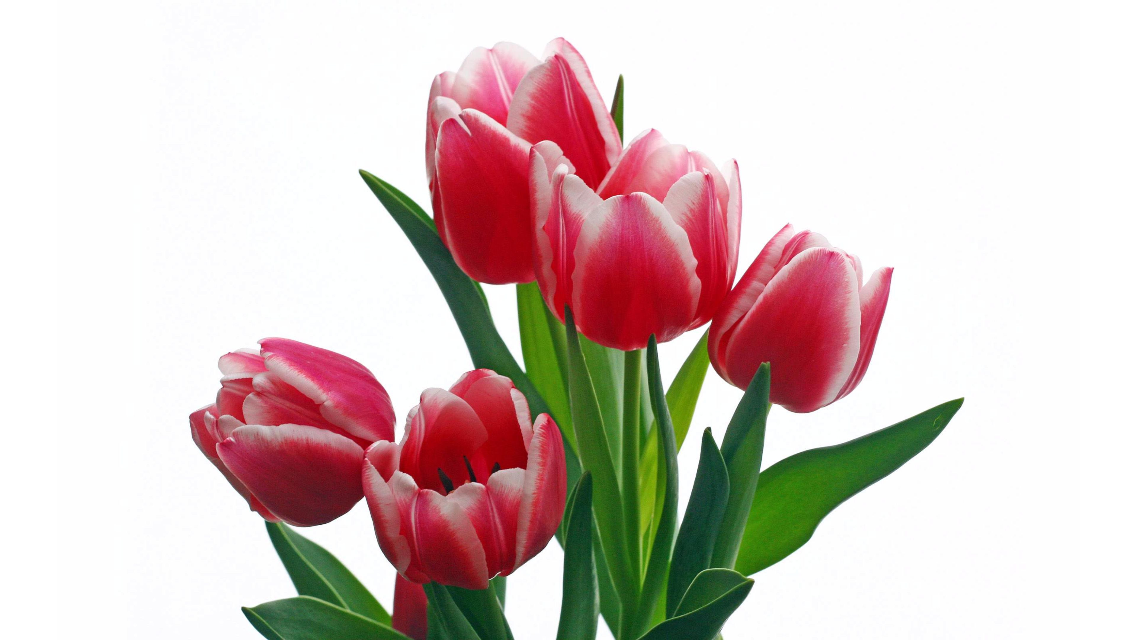 Pink Red Tulips wallpaper – wallpaper free download