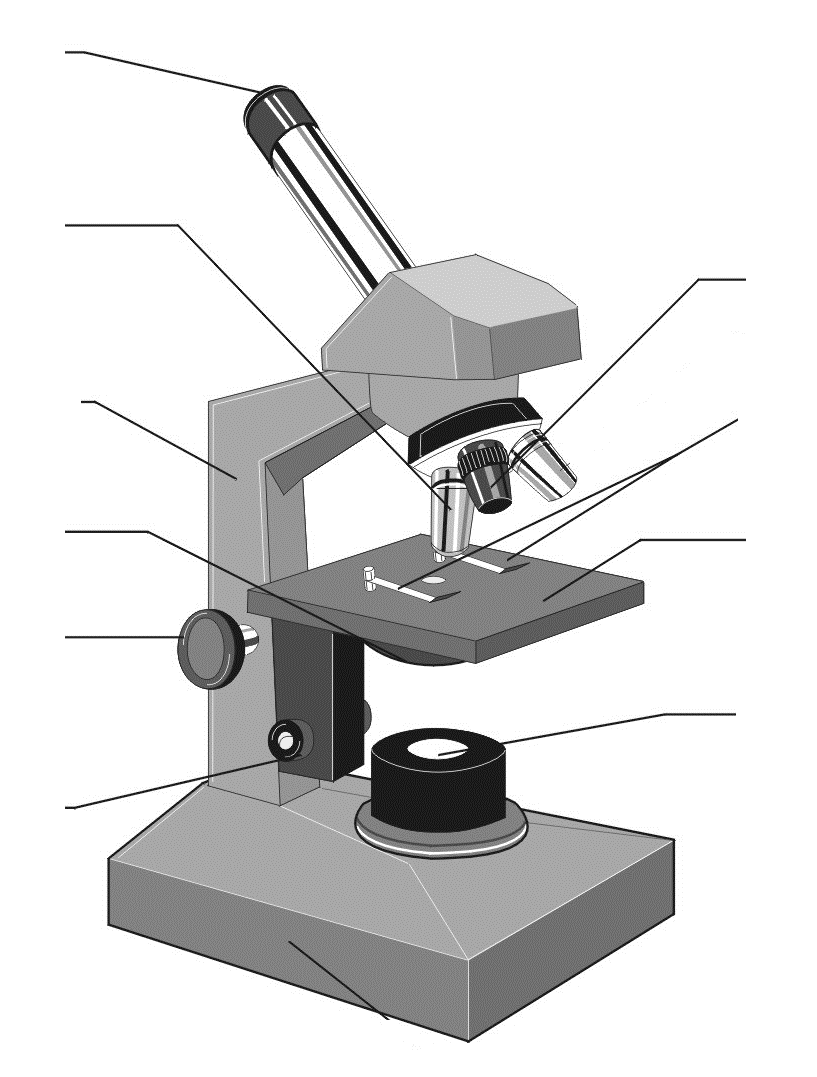 Diagram Of Microscope Worksheet - Intrepidpath