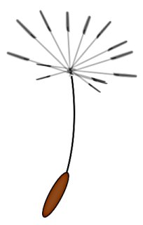 Animated dandelion clipart