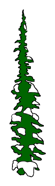 Fir Tree Pictures - ClipArt Best