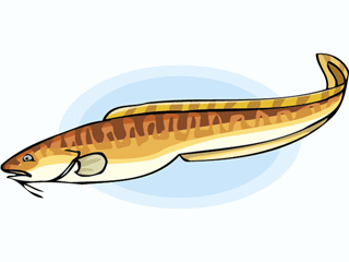 Fish graphics eel 971049 Fish Graphic Gif