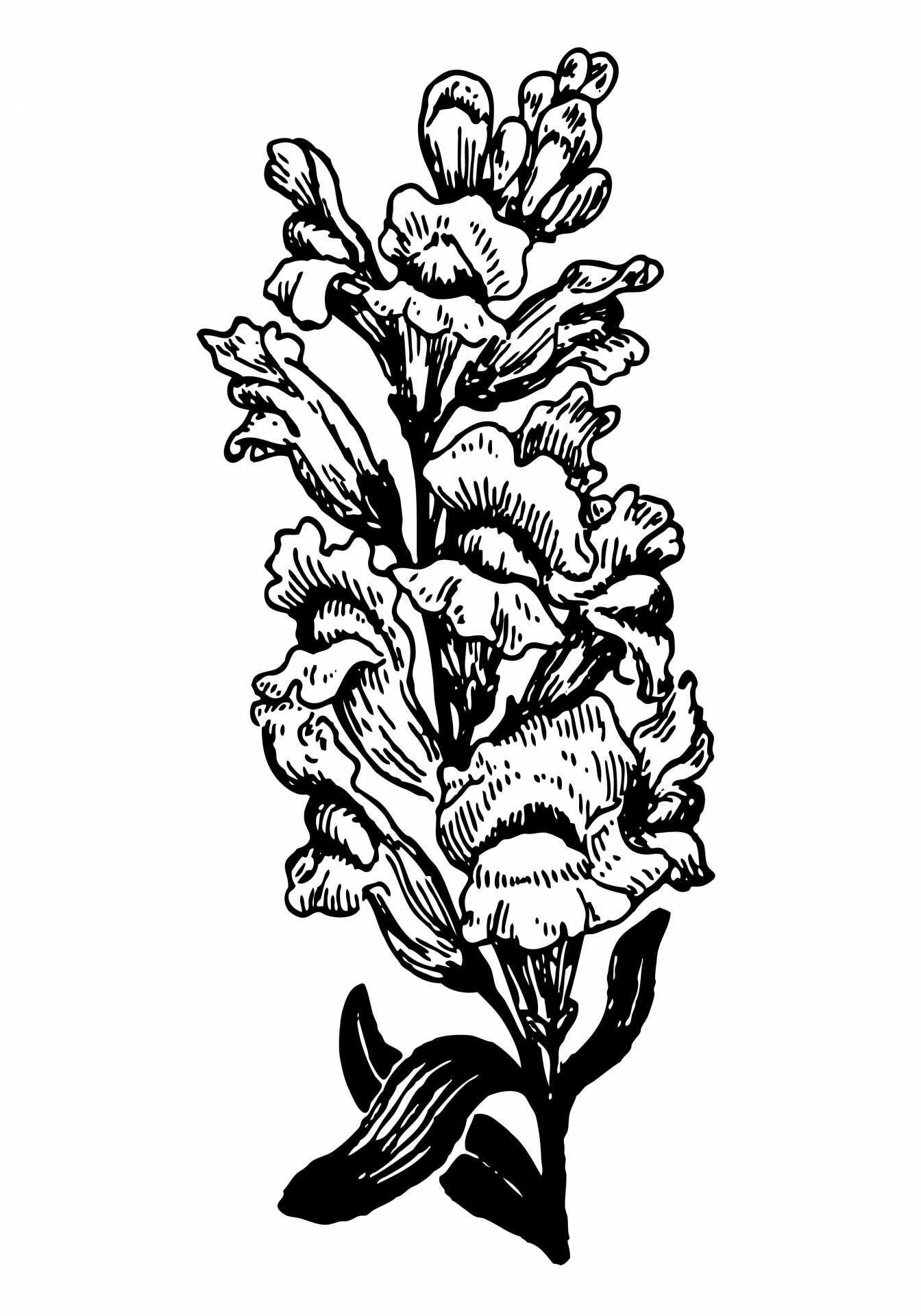 Snapdragon Flower Illustration Free Stock Photo - Public Domain ...