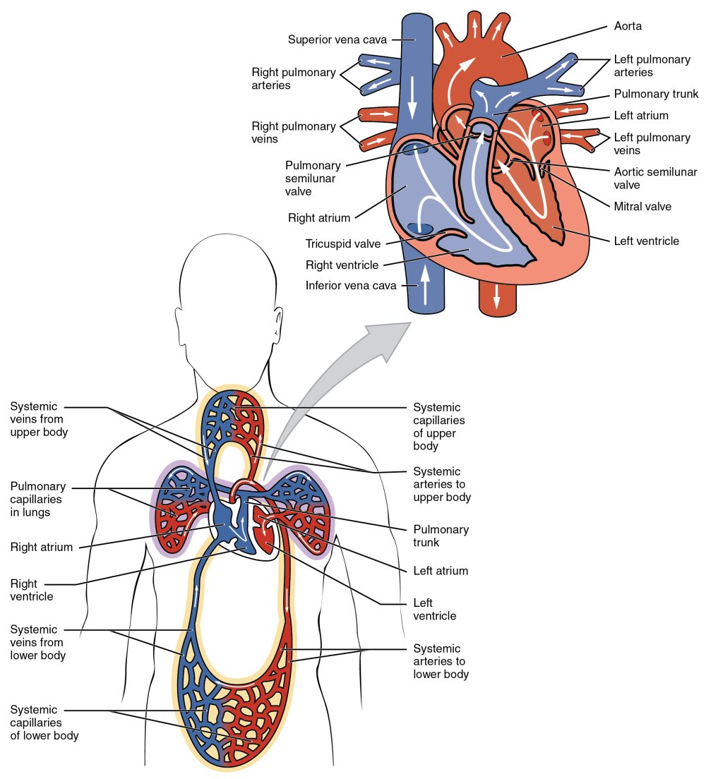 4-2-2. Heart Anatomy