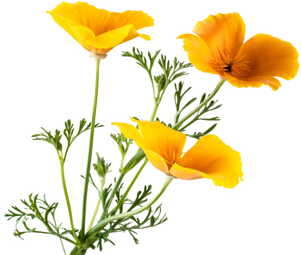 california-poppy-clipart-best