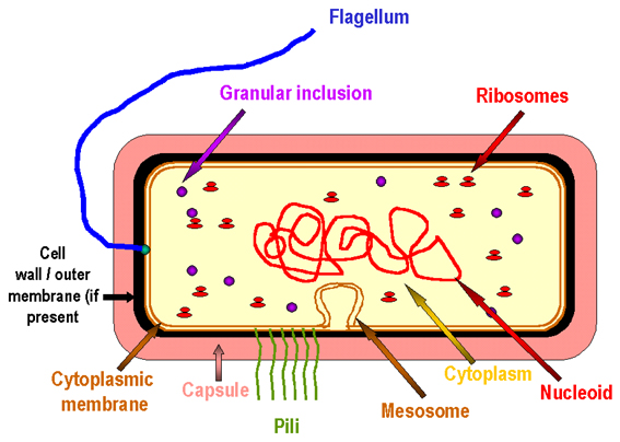 A Simple Model Of A Bacterial Cell - ClipArt Best