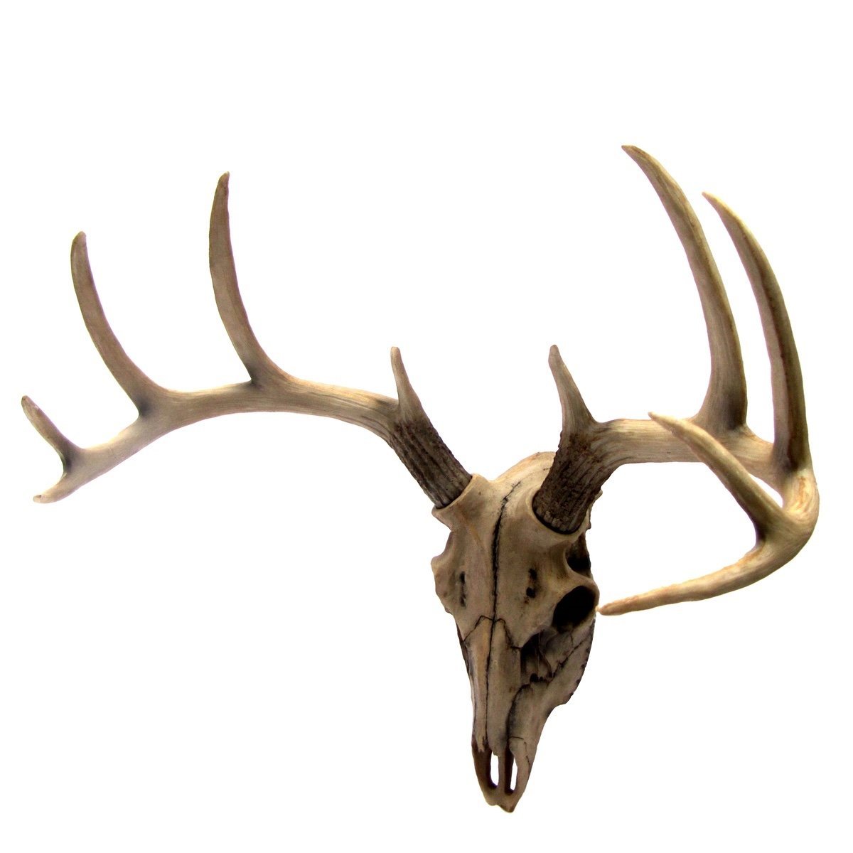 Amazon.com: Buck Head Wall Mount Resin Deer Skull Antler Rack Bust ...