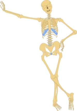 Human body skeleton clipart