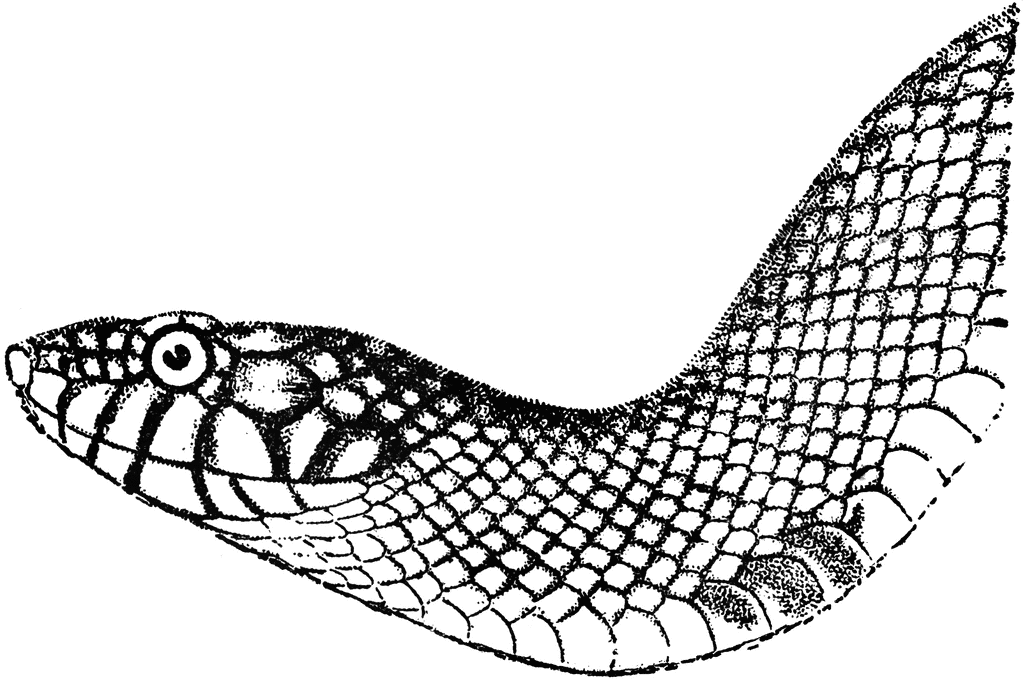 Rattle Snake Clip Art