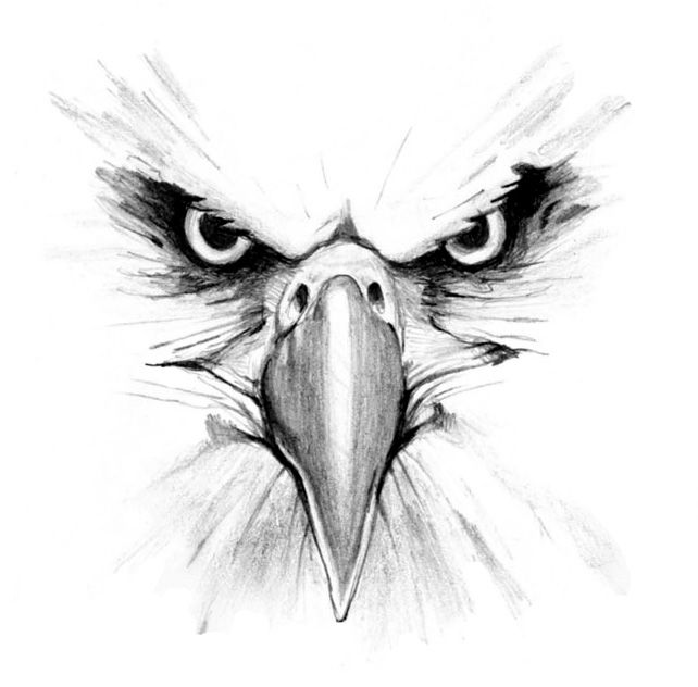 Eagle Drawing | Bird Drawings ...