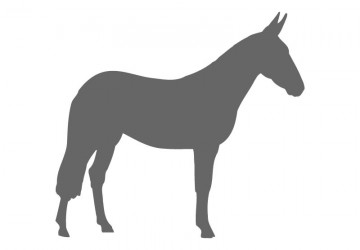 Horse Craft Shapes - Horse Shapes | Craftcuts.com