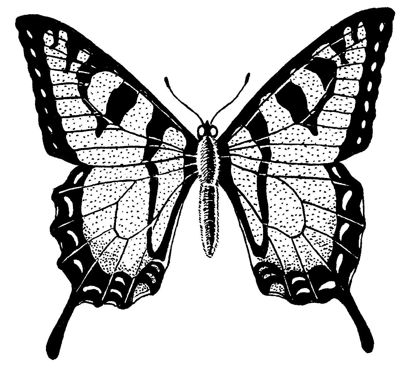 Black And White Butterfly Pictures - ClipArt Best