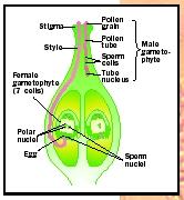 Reproduction in Plants - Biology Encyclopedia - cells, body ...