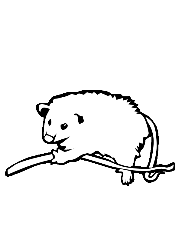 Opossum Clipart | Free Download Clip Art | Free Clip Art | on ...