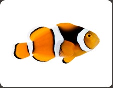 1000+ images about Designer Clownfishes