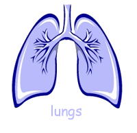 Pictures Of The Respiratory System For Kids - ClipArt Best