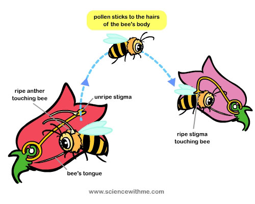 Learn about Pollination - Science for Kids