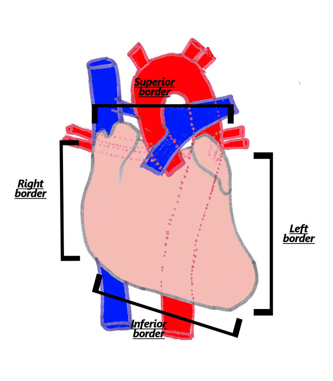 7. Heart & Mediastinum, Part 1 - The Goofy Anatomist
