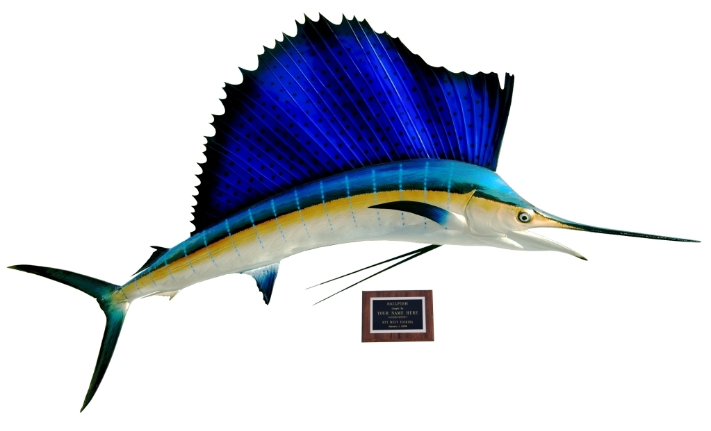 Atlantic Sailfish Mounts by King Sailfish Mounts