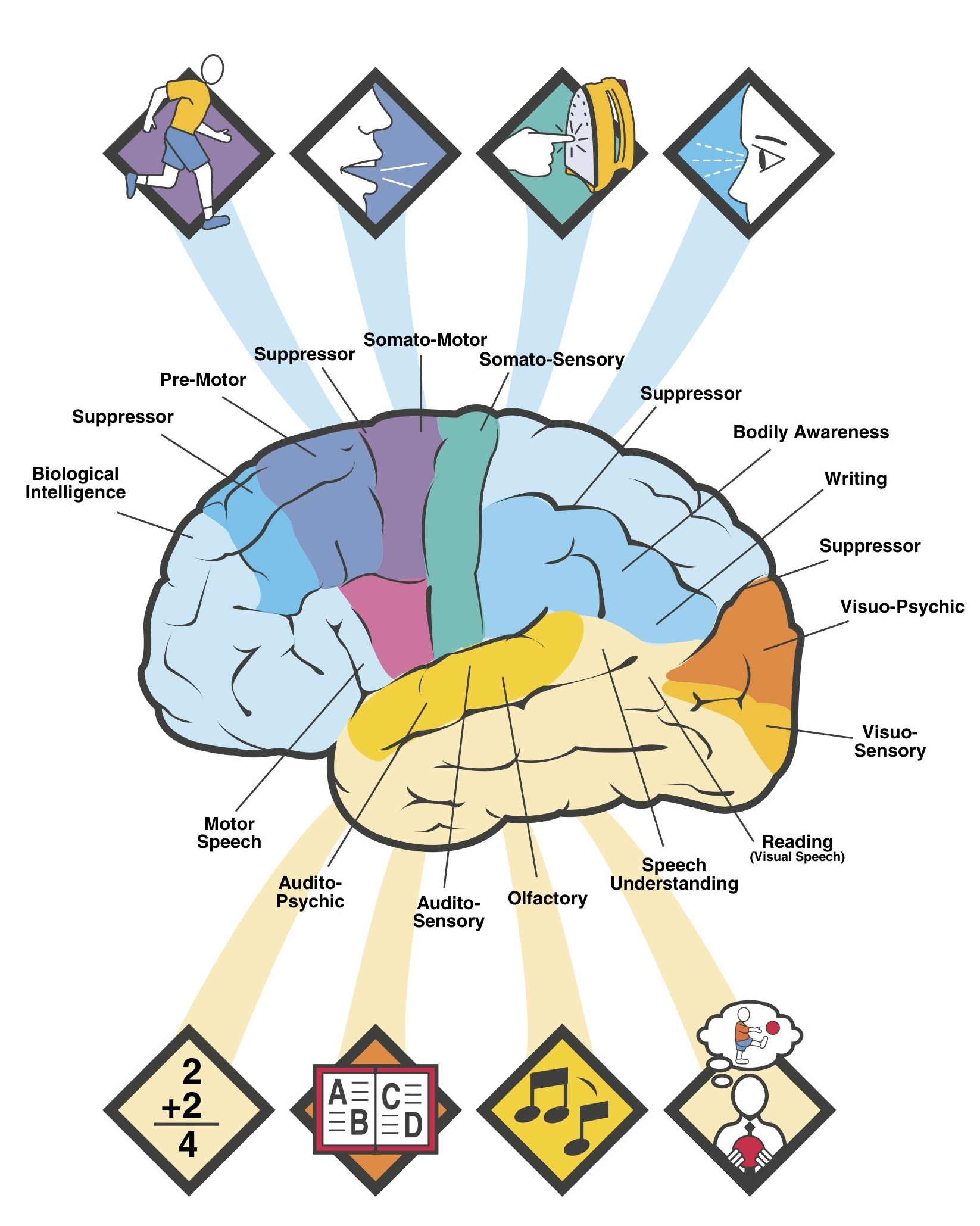 Brain Diagram With Functions - Human Anatomy Chart