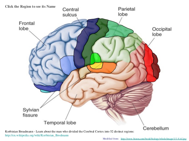 Anatomy of Human brain