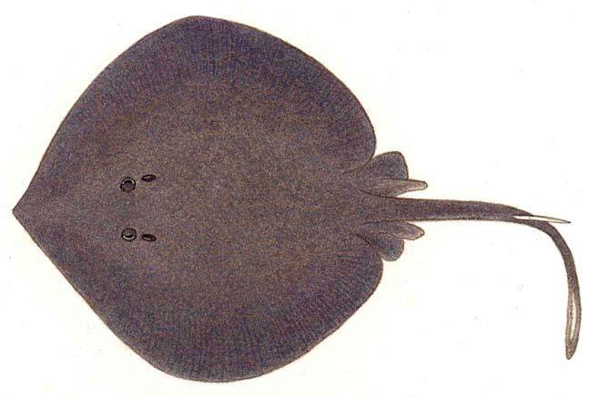 Plesiobatis daviesi (Deepwater stingray)