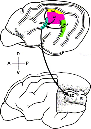 Cerebrum Labeled