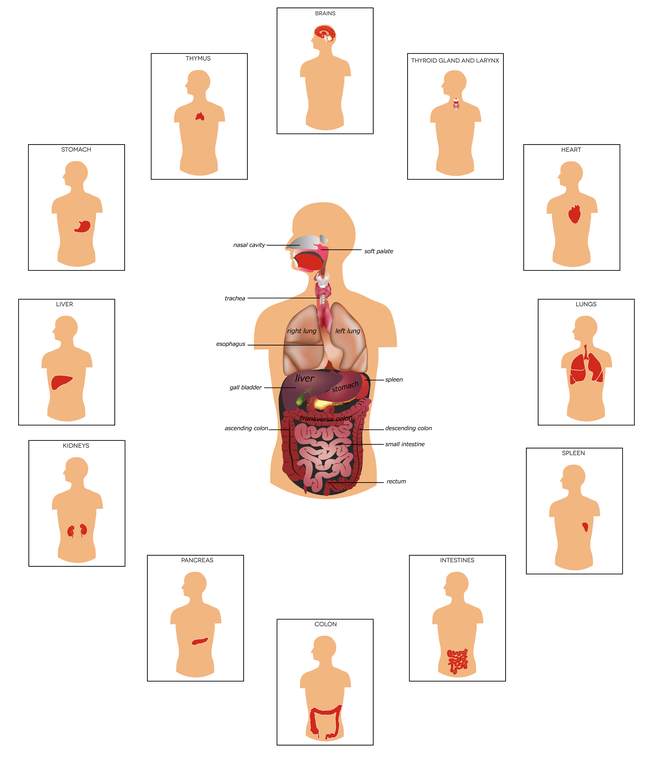 Imgs For > Outline Of A Human Body With Organs