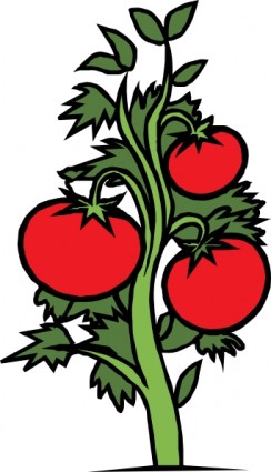 Tomato Plant clip art Free vector in Open office drawing svg ...