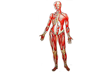 Skeletal System Clip Art