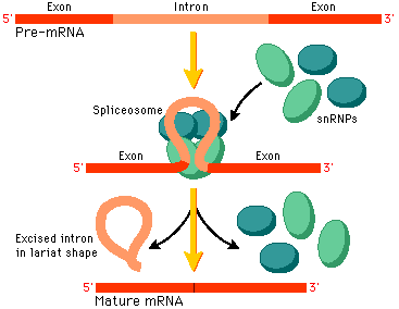 Pearson - The Biology Place