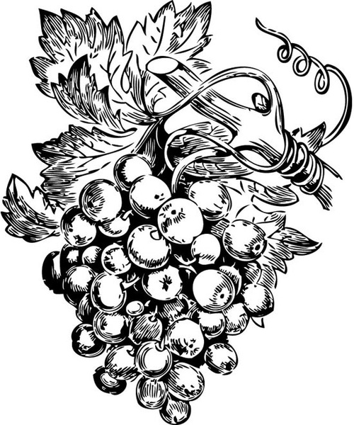 Vector grape vine clipart sketch Free vector in Encapsulated ...
