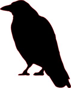 Crows | Crows, Ravens and Crows Ravens