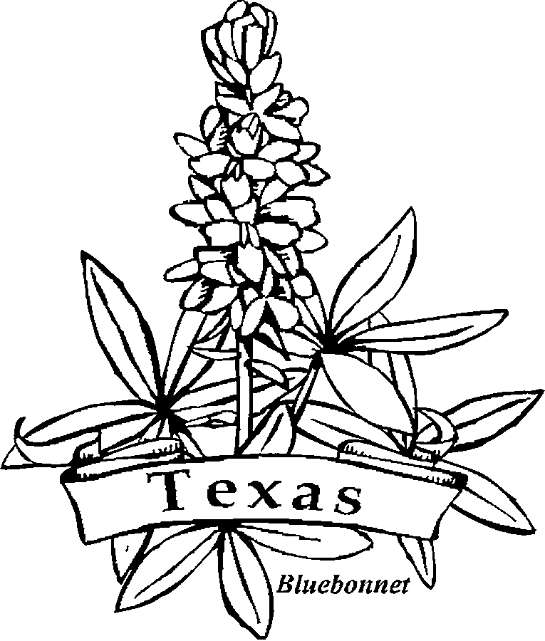 Flowers For > Bluebonnet Flower Drawing