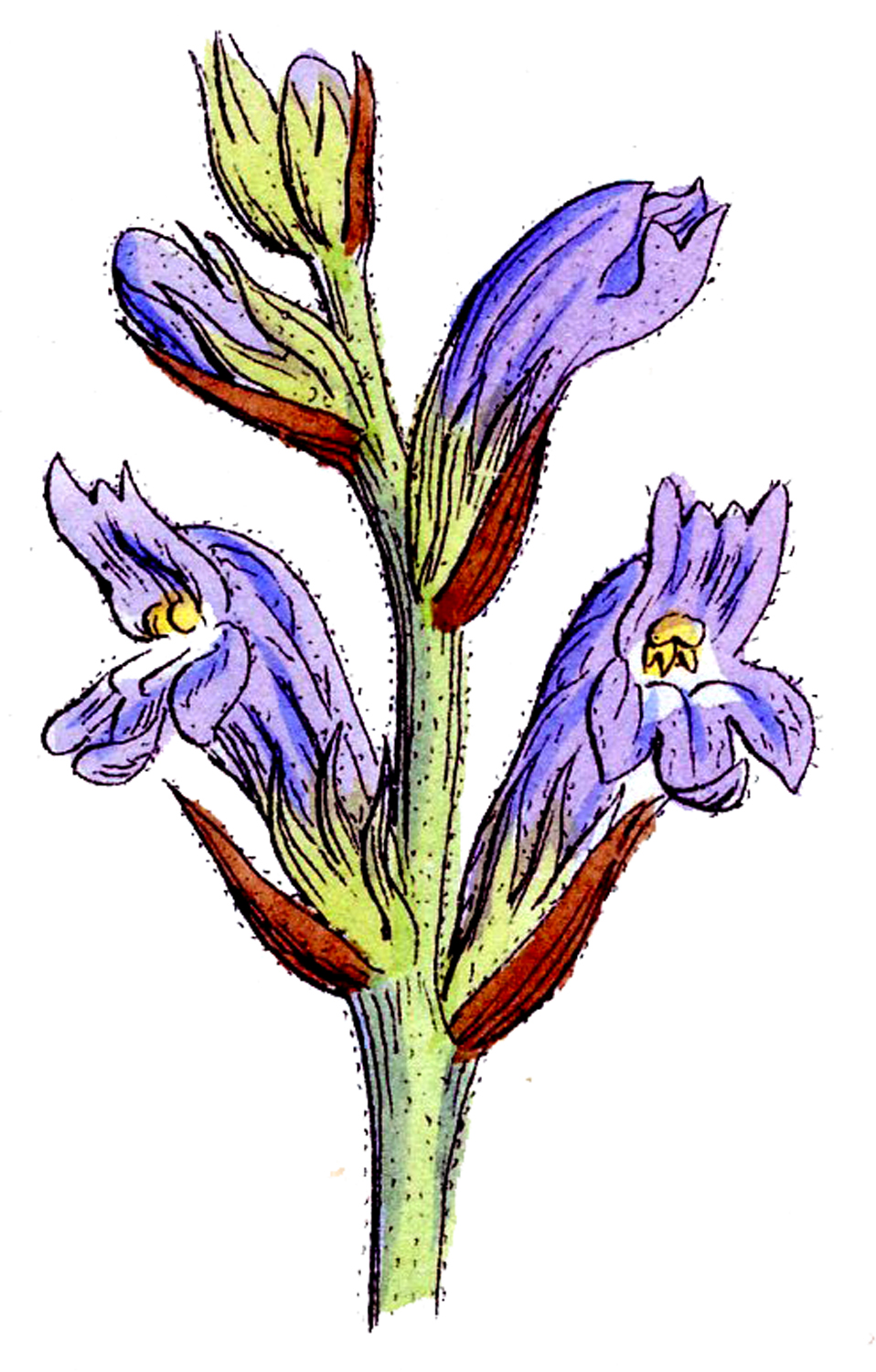 Wildflower Clip Art - ClipArt Best