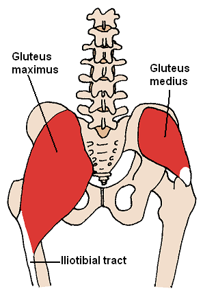 Inferior gluteal nerve - wikidoc