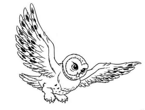 flying owl coloring page: flying-owl-coloring-page.jpg – Color Nimbus