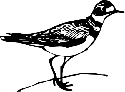 Loon Drawing Phillip Martin - ClipArt Best