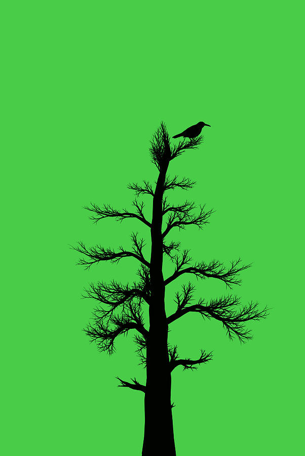 Bird Sitting On Tree Clipart Photograph by Lj Lambert - Bird ...