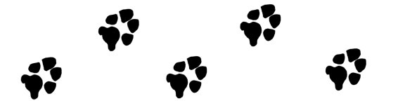 dog-paw-print-divider-right.jpg